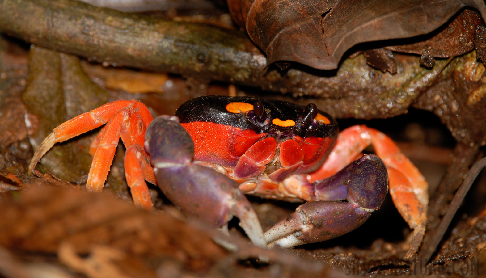 Gecarcinus quadratus [400 mm, 1/60 Sek. bei f / 5.0, ISO 200]